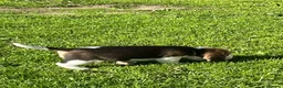 Beagle dogs for sale: Champion Bred Puppies (KC Reg) - Advert 10