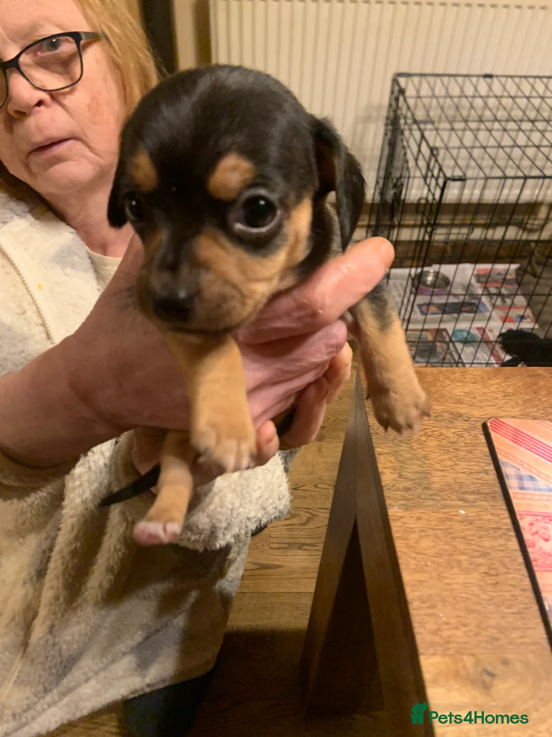 Chiweenie dogs for sale: Chiweenie puppies x5 - Advert 3
