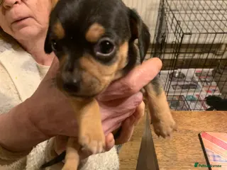 Chiweenie dogs Chiweenie puppies x5 - Advert 16