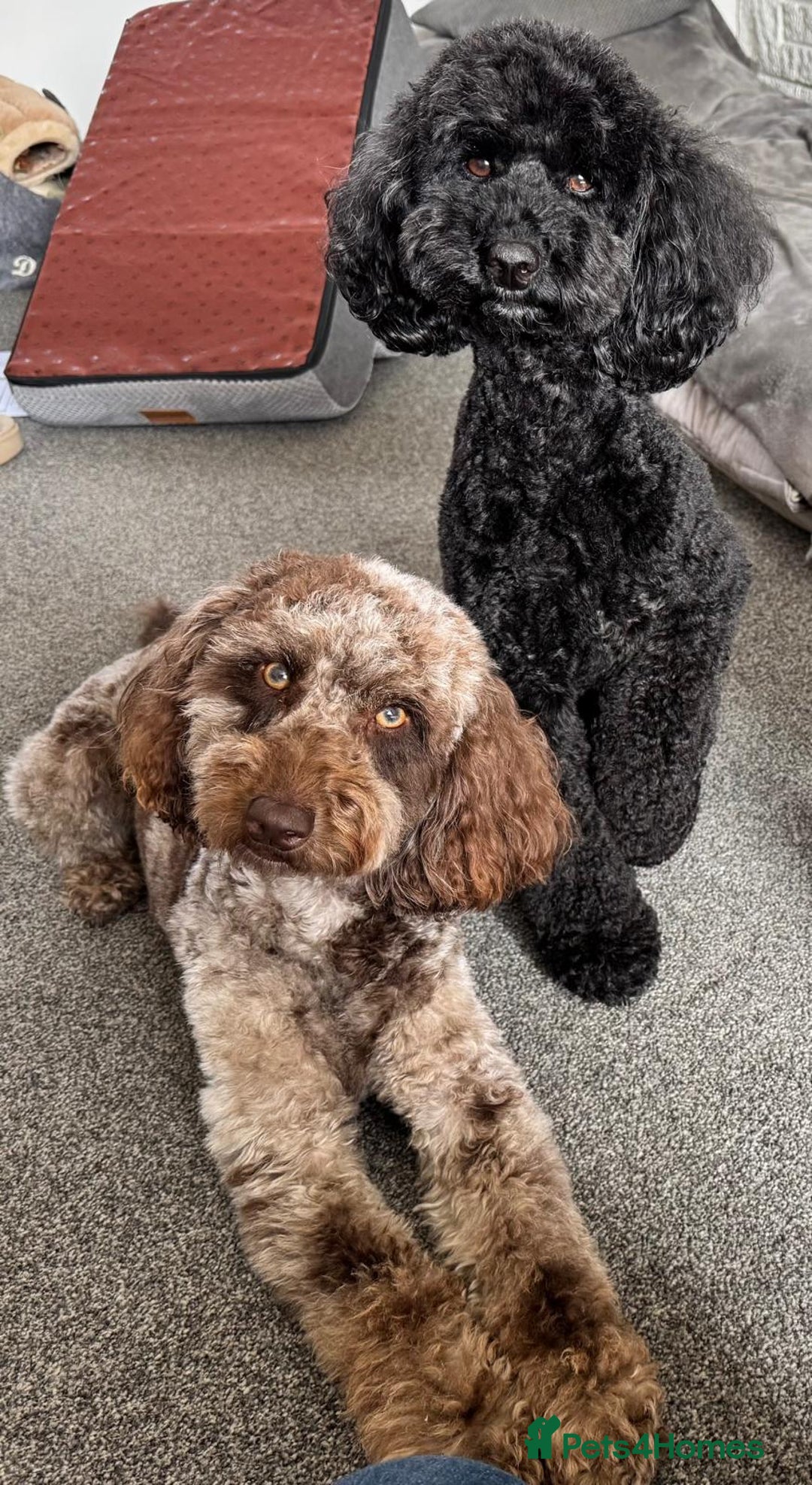Miniature Poodle dogs for sale: Striking merle and black Miniature Poodle Puppies - Advert 2