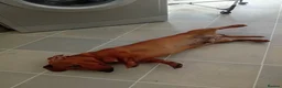Miniature Dachshund dogs for sale: * tan miniature daschaund *  - Advert 3