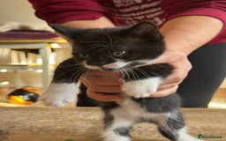 British Shorthair cats for sale: It’s a British short hair  - Image 11