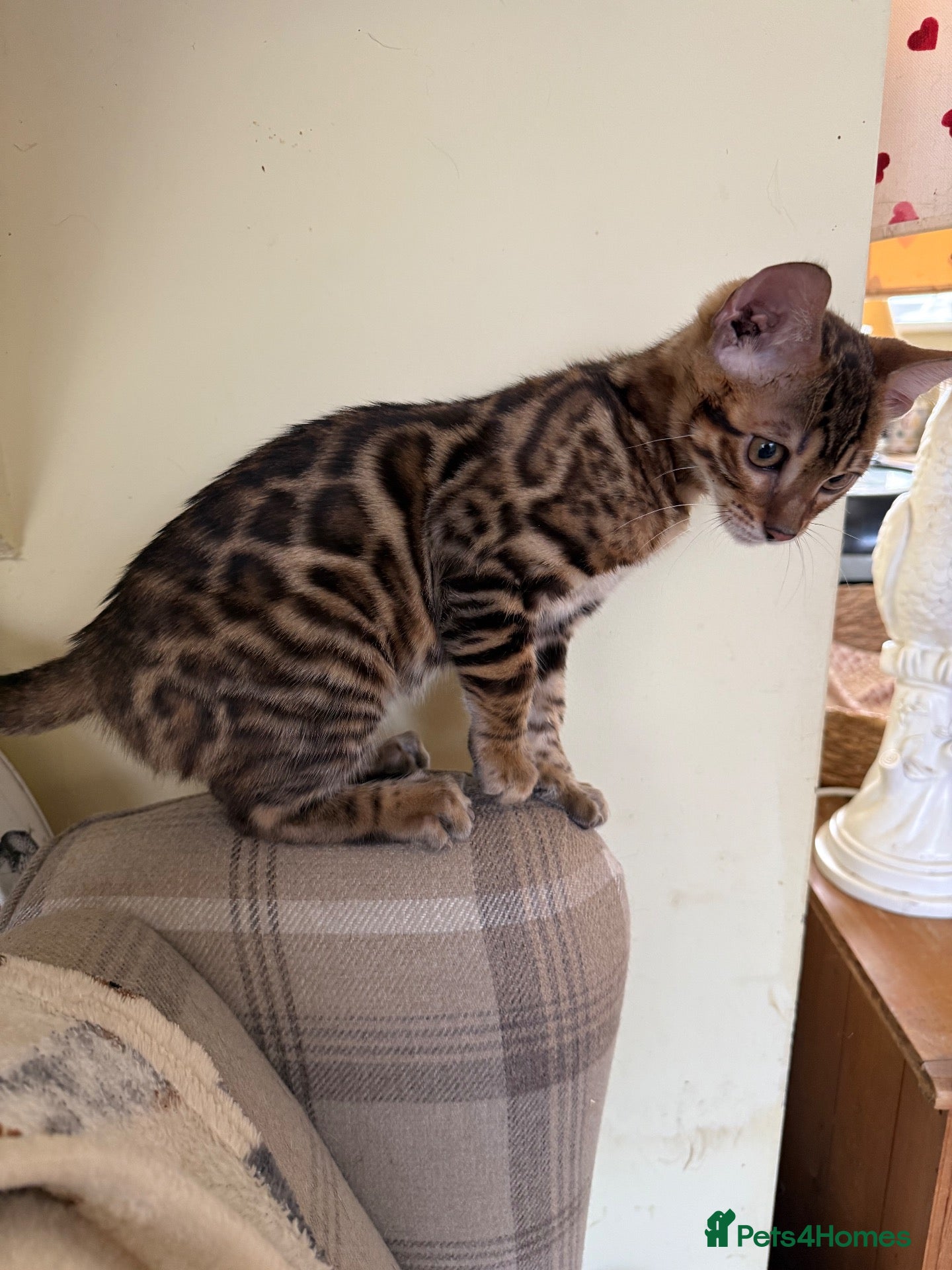 Bengal cats 💙 Pedigree health tested 🐾 Bengal Kitten  - Advert 14
