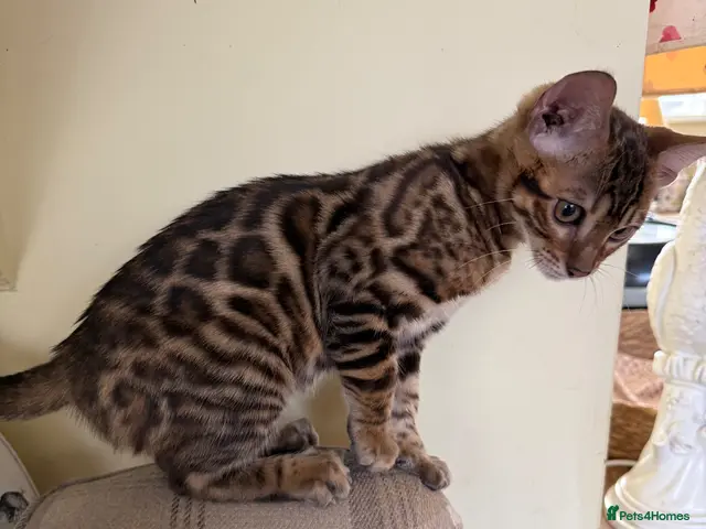 Bengal cats 💙 Pedigree health tested 🐾 Bengal Kitten - Advert 10