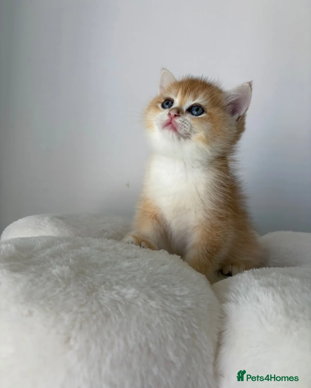 British Shorthair cats for sale: Beautiful Golden BSH NY12&NY11 Girl/Boy - Advert 1