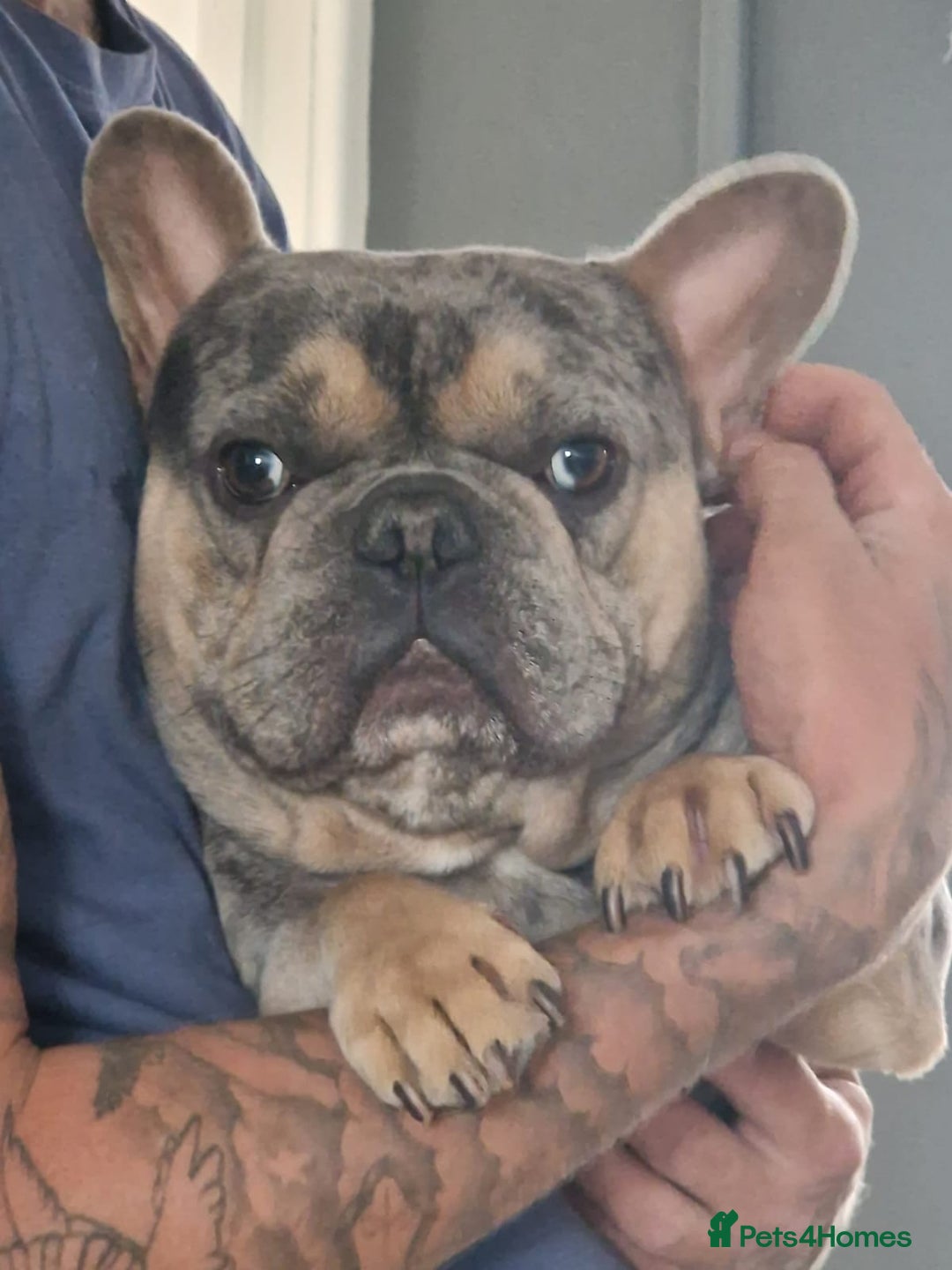 French Bulldog dogs for sale: Milo, Lovable boy Frenchie, amazing price 💫 - Image 26