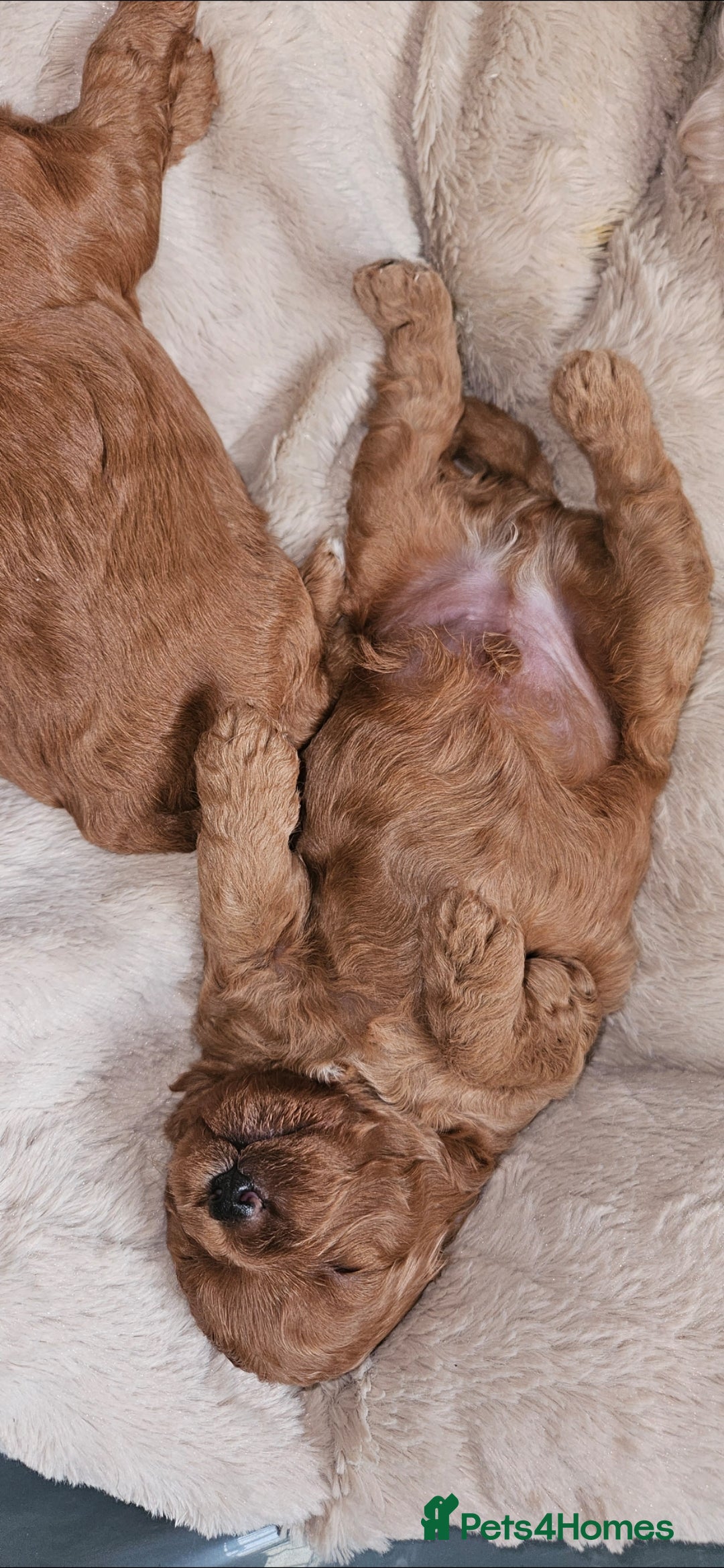 Cavapoo dogs for sale: GORGEOUS CAVAPOO MALE LOOKING FOR LOVING HOME X - Advert 9