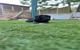 Mixed Breed dogs for sale: Bruno tyson - Image 2