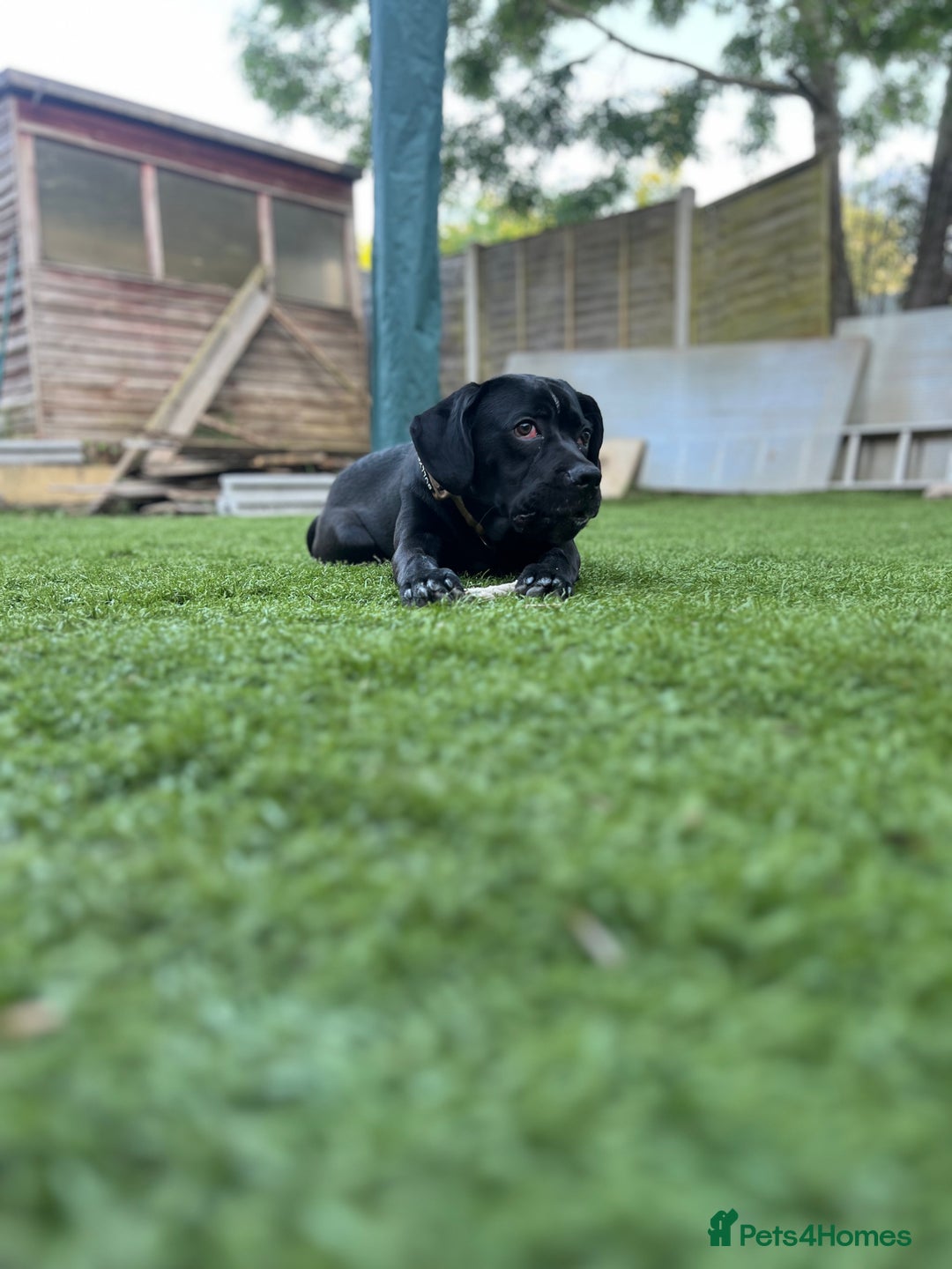 Mixed Breed dogs for sale: Bruno tyson - Image 2
