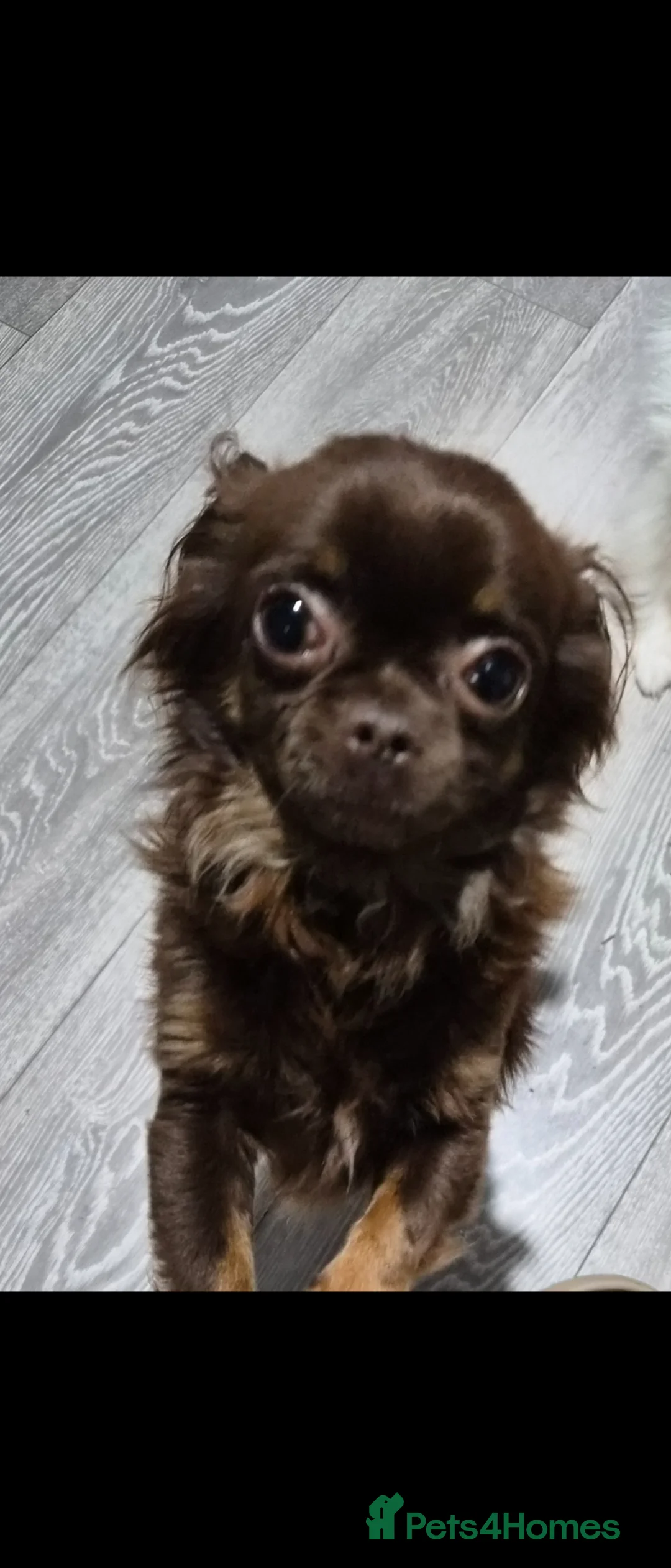 Chihuahua dogs for sale: 💙💙Little gentleman chihuauha💙💙 - Advert 2