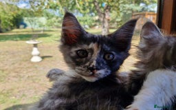 Maine Coon cats for sale: Stunning Maine Coon kittens - Image 21