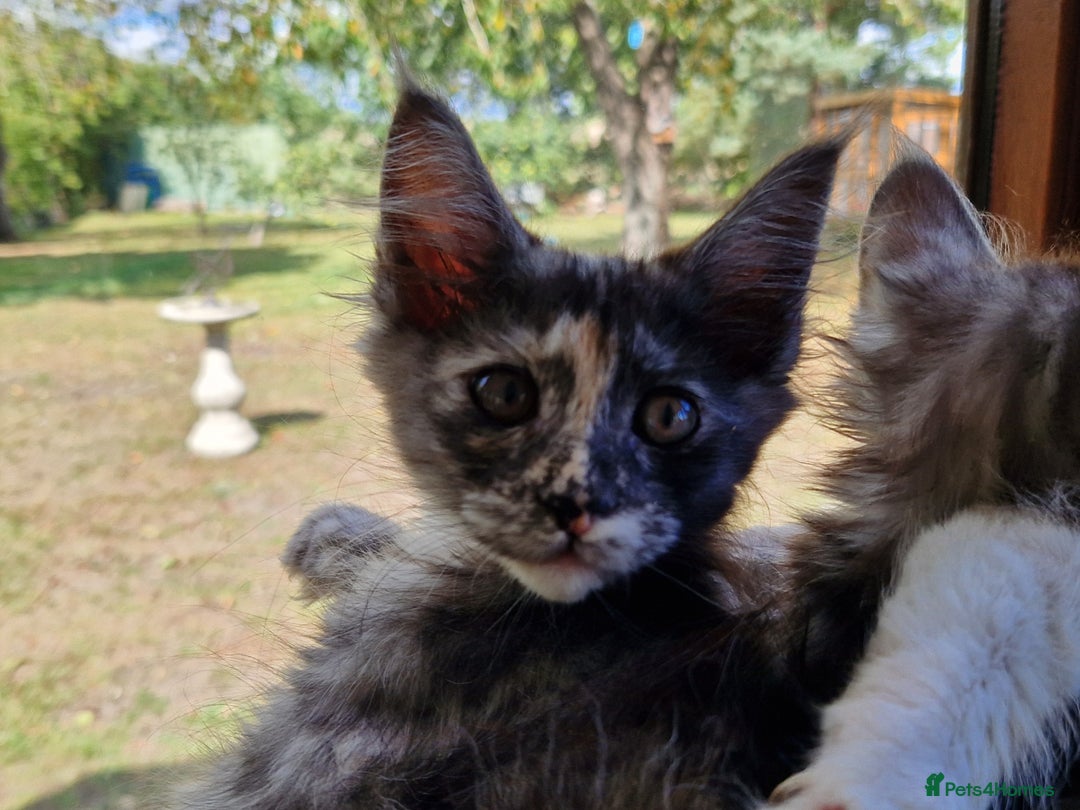 Maine Coon cats for sale: Stunning Maine Coon kittens - Image 21