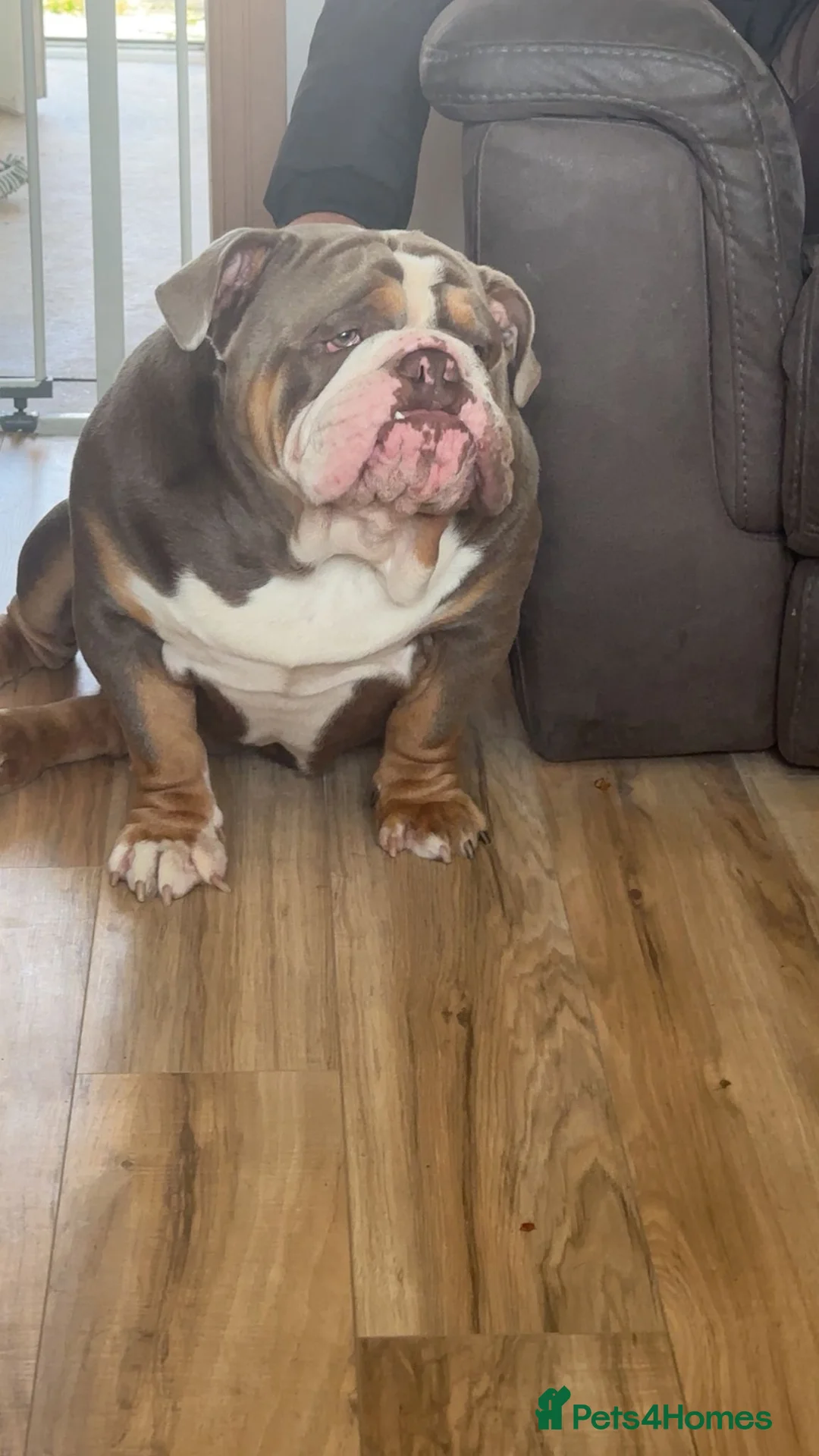 English Bulldog dogs for stud: Dahmer for stud - Advert 6