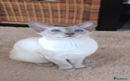 Siamese cats for sale: Siamese boy - Image 3