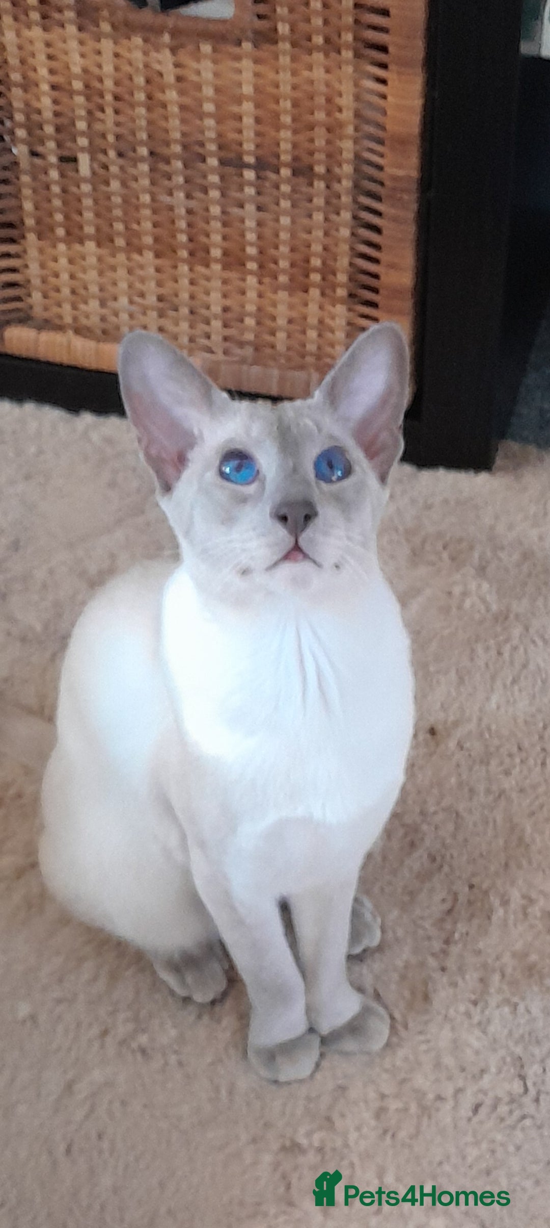 Siamese cats for sale: Siamese boy - Image 3