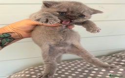 British Shorthair cats for sale: British short hair kittens for sale  - Image 4