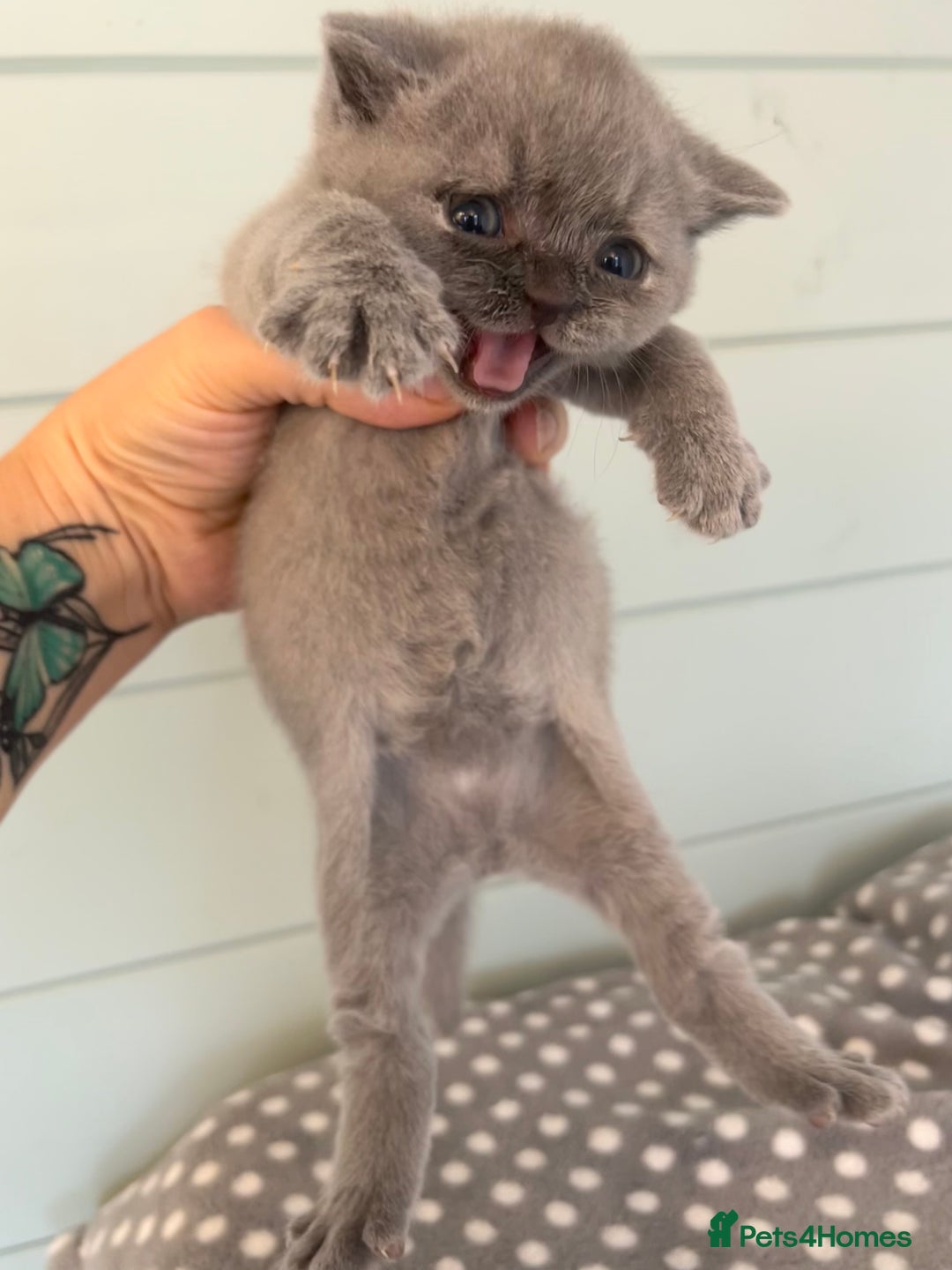 British Shorthair cats for sale: British short hair kittens for sale  - Image 4