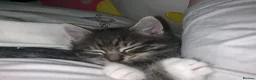 British Shorthair cats for sale: British short hair x rag doll tiked tabby  - Advert 7