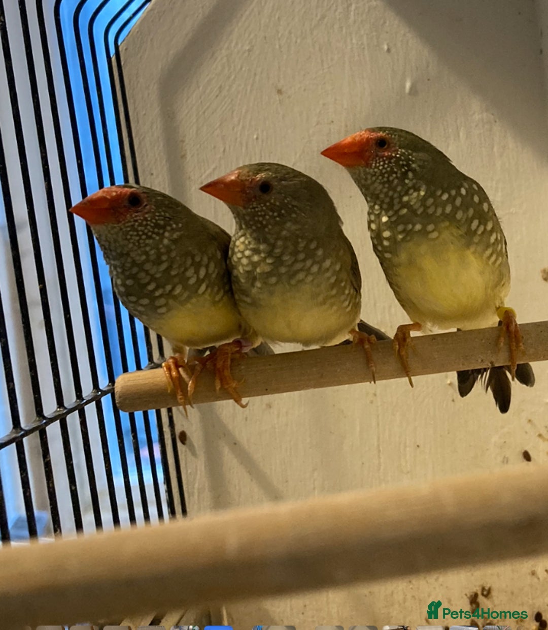 Finches birds for sale: Star finch, Bengalese, Gouldian,  zebra, Java spar - Advert 4