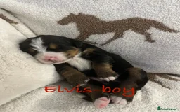 Bernese Mountain Dog dogs for sale: Bernese Mountain Dog Puppies - Image 7