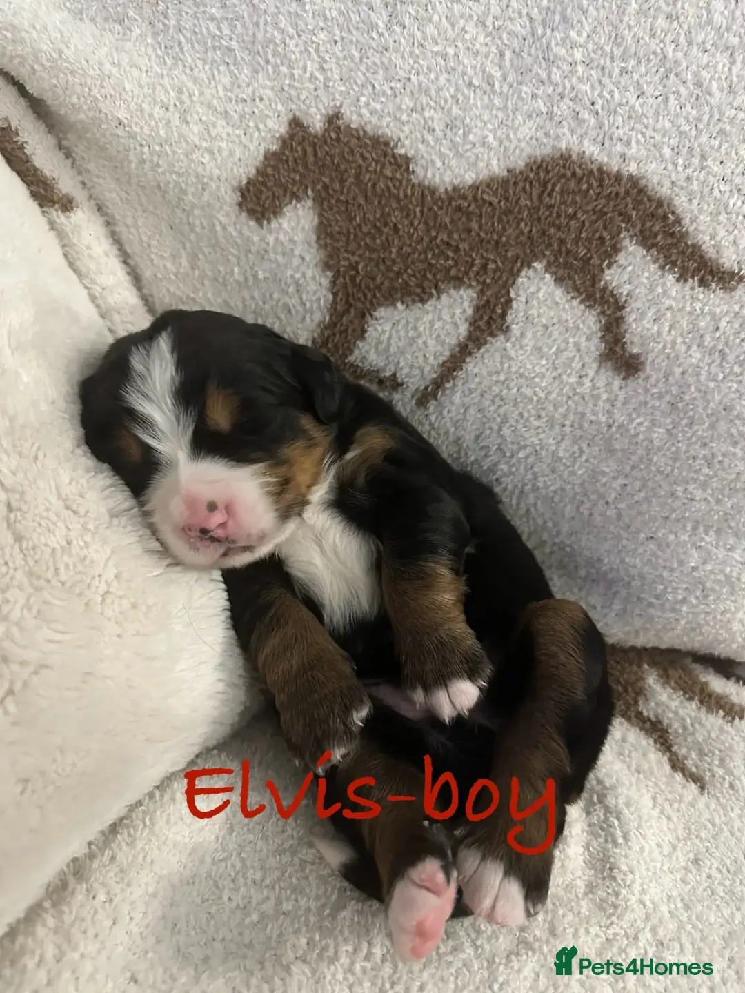 Bernese Mountain Dog dogs for sale: Bernese Mountain Dog Puppies - Image 7