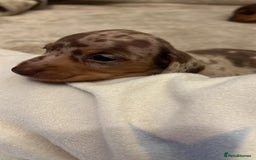 Miniature Dachshund dogs for sale: Miniature dachshunds for sale  - Image 5
