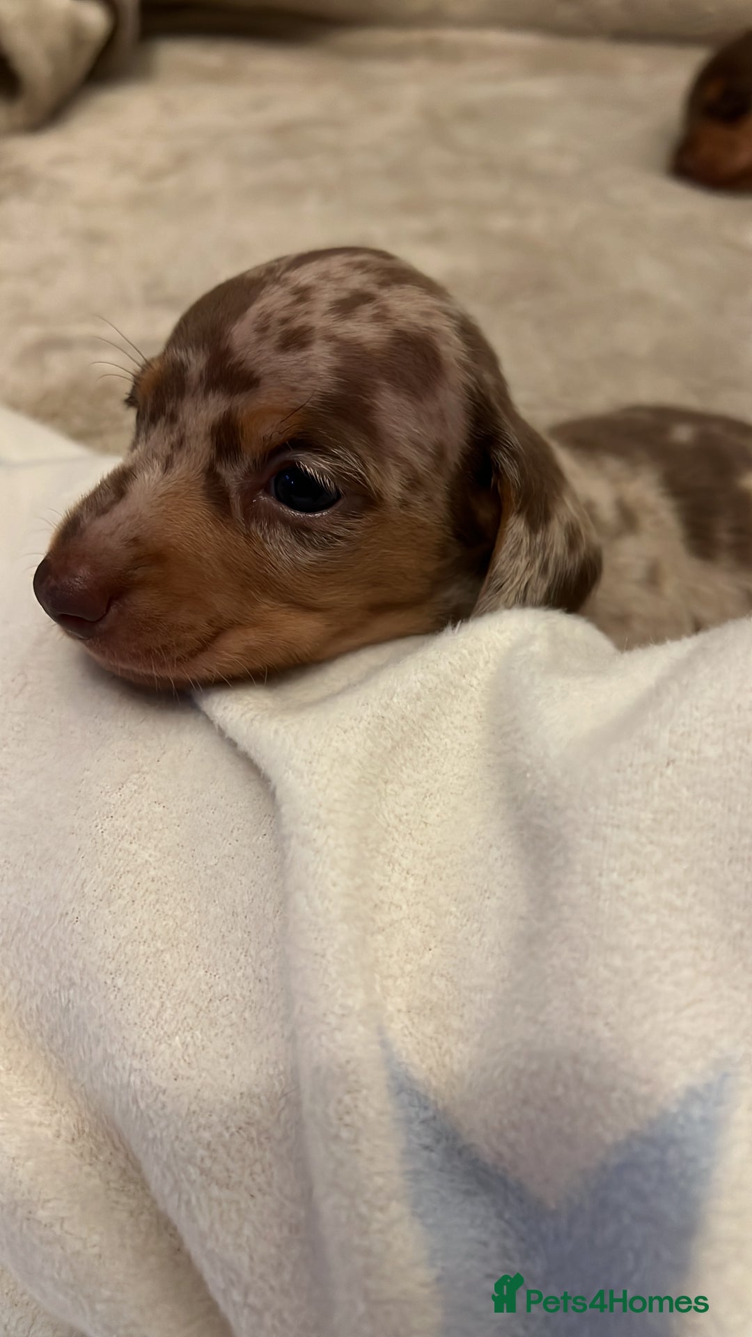 Miniature Dachshund dogs for sale: Miniature dachshunds for sale  - Image 5