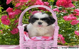 Shih Tzu dogs for sale: KC Shih Tzu REDUCED IN PRICE - Image 3
