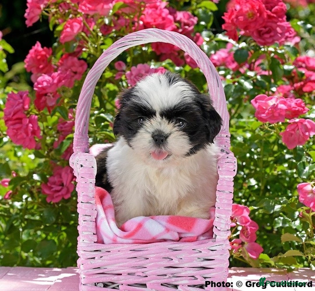 Shih Tzu dogs for sale: KC Shih Tzu REDUCED IN PRICE - Image 3