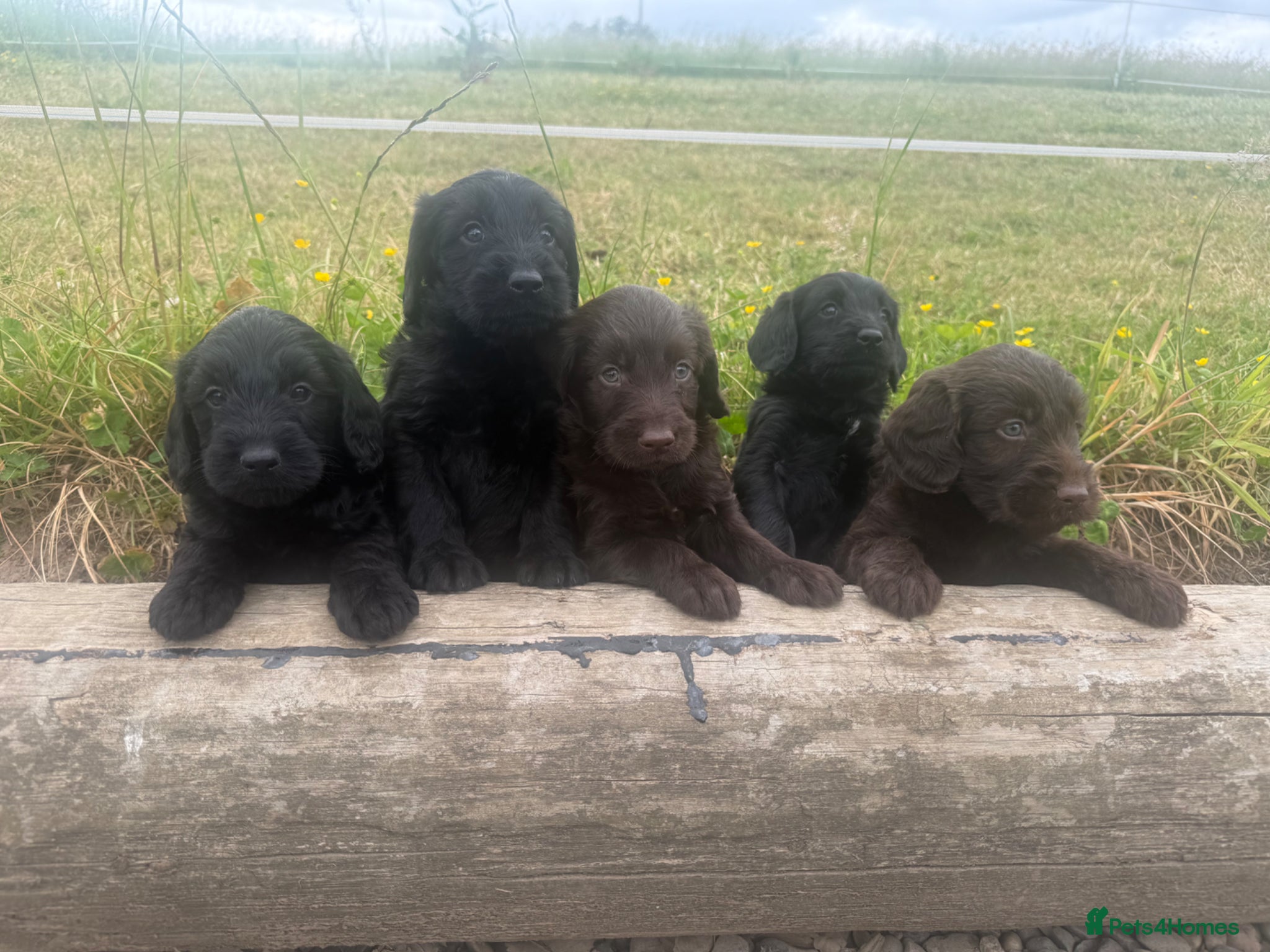 Labradoodle dogs F1 miniature labradoodles  - Advert 1