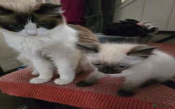 Ragdoll cats for sale: Ragdoll kittens from gccf registered parents  - Image 5