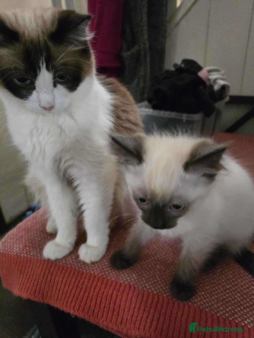 Ragdoll cats for sale: Ragdoll kittens from gccf registered parents  - Image 5