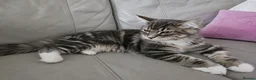 Maine Coon cats for sale: Gorgeous Maine Coon male. Special price now - Advert 1