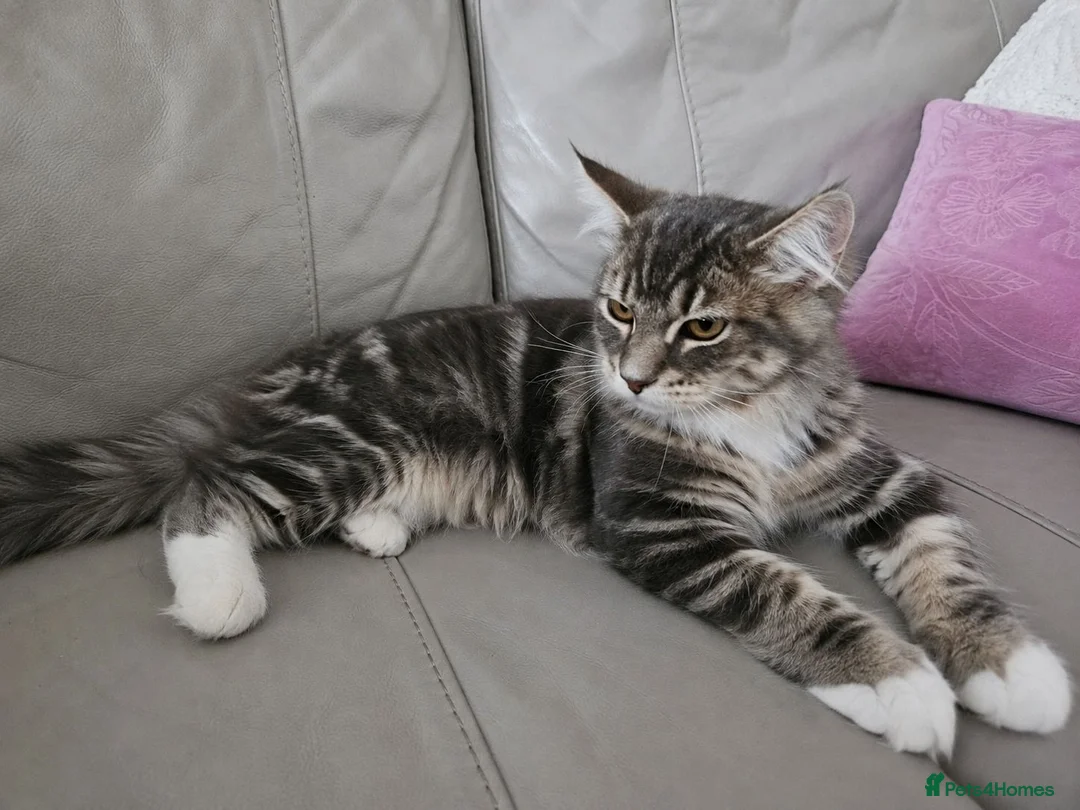 Maine Coon cats for sale: Gorgeous Maine Coon male. Special price now - Advert 1