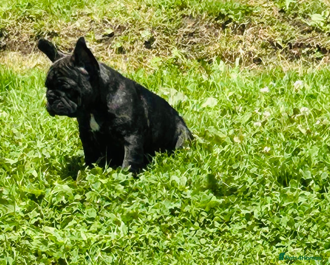 French Bulldog dogs for sale: 🏆KC registered, Standard French Bulldog Puppies🏆 - Image 19