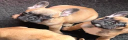 French Bulldog dogs for sale: Standard French bulldog puppies  in Dunfermline - Advert 12