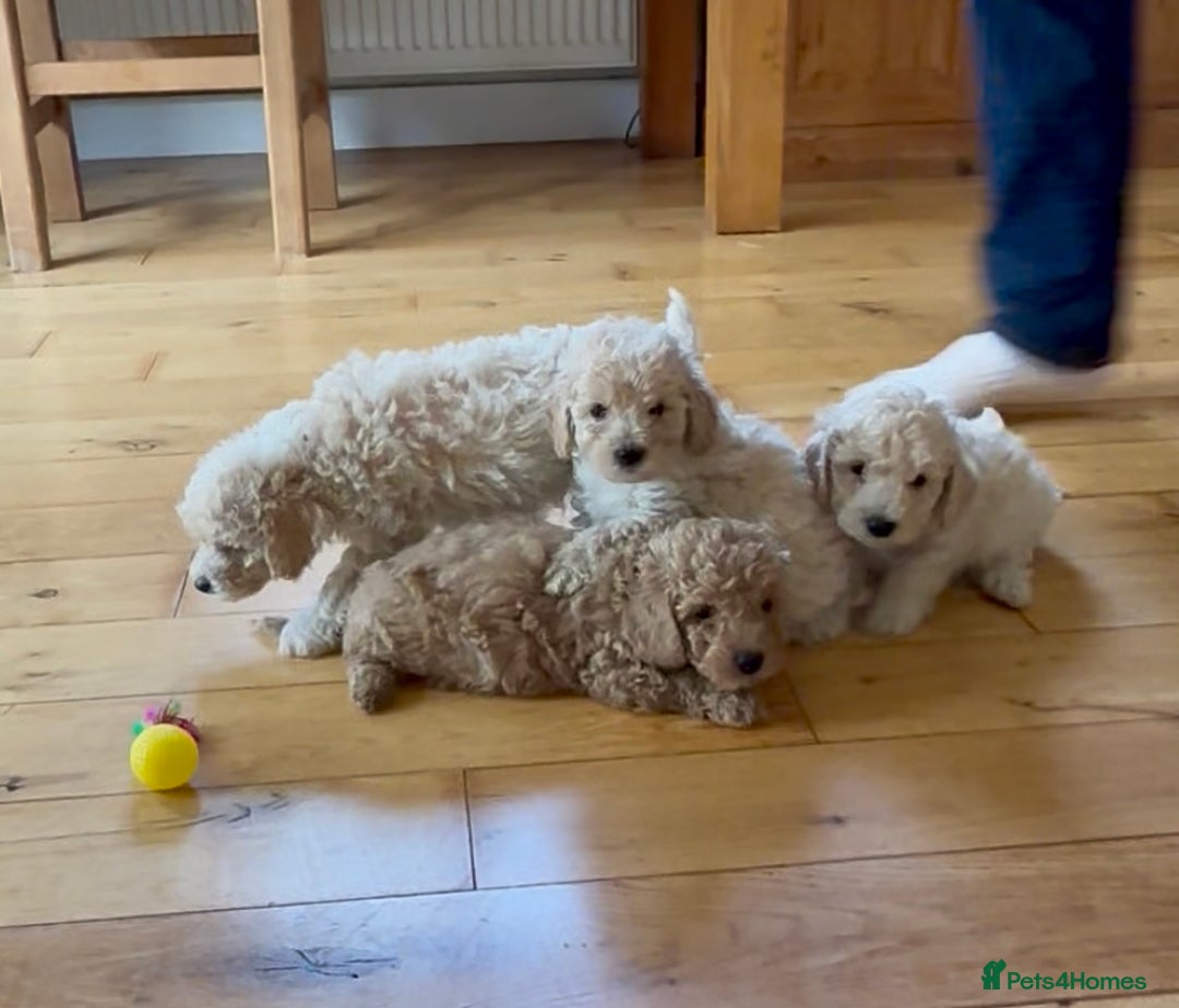 Poochon dogs for sale: Tiny farm bred teddy bear bundles of fun !  - Image 9