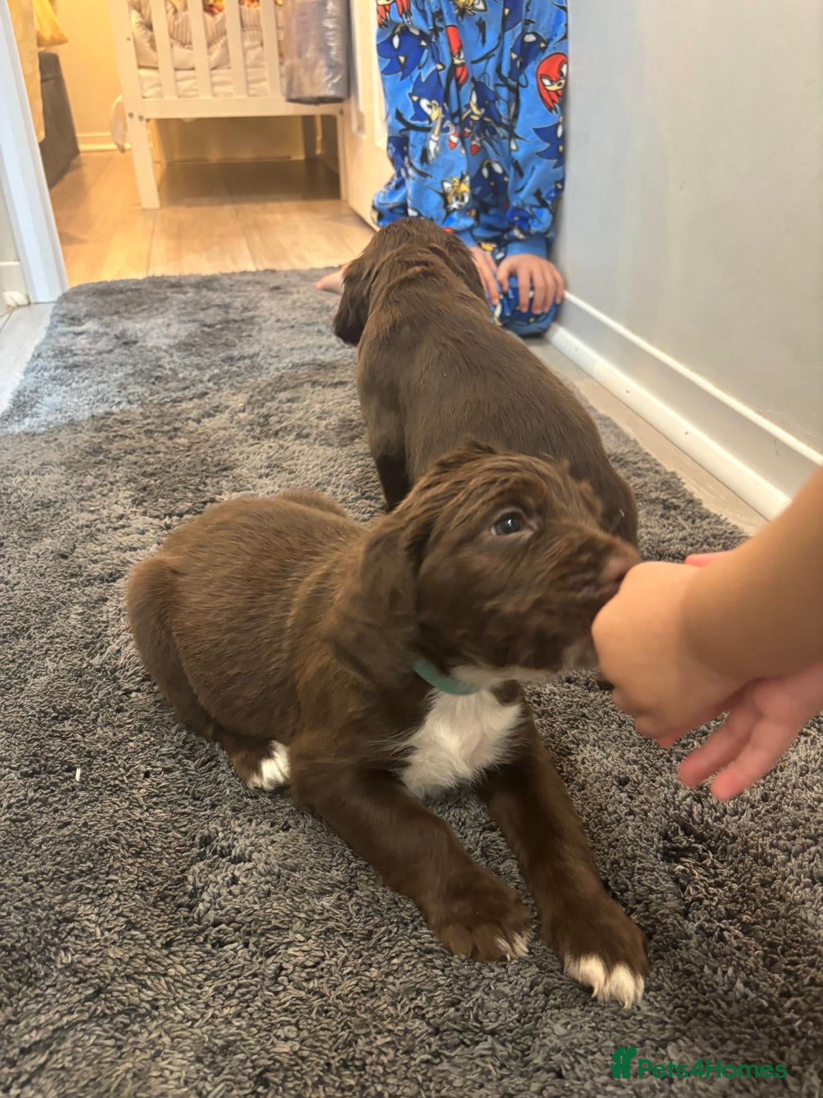 Cocker Spaniel dogs Gorgeous chocolate cocker spaniels  - Advert 18