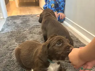 Cocker Spaniel dogs Gorgeous chocolate cocker spaniels - Advert 18