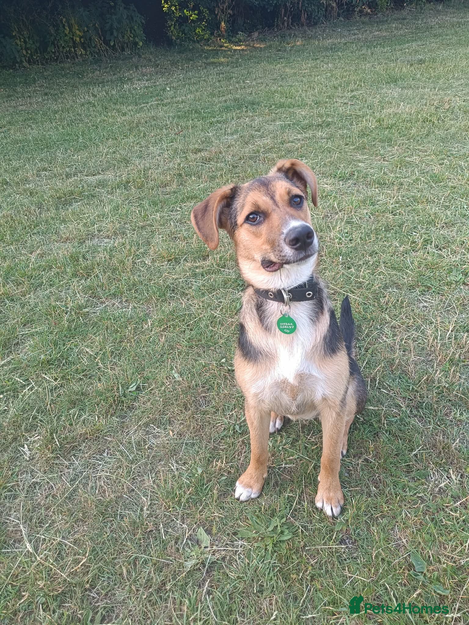 Mixed Breed dogs Amazing Millie for adoption  - Advert 12