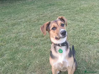 Mixed Breed dogs Amazing Millie for adoption - Advert 12