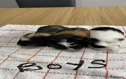 Guinea Pig rodents for sale: 3 Male Guinea Pigs - Image 1