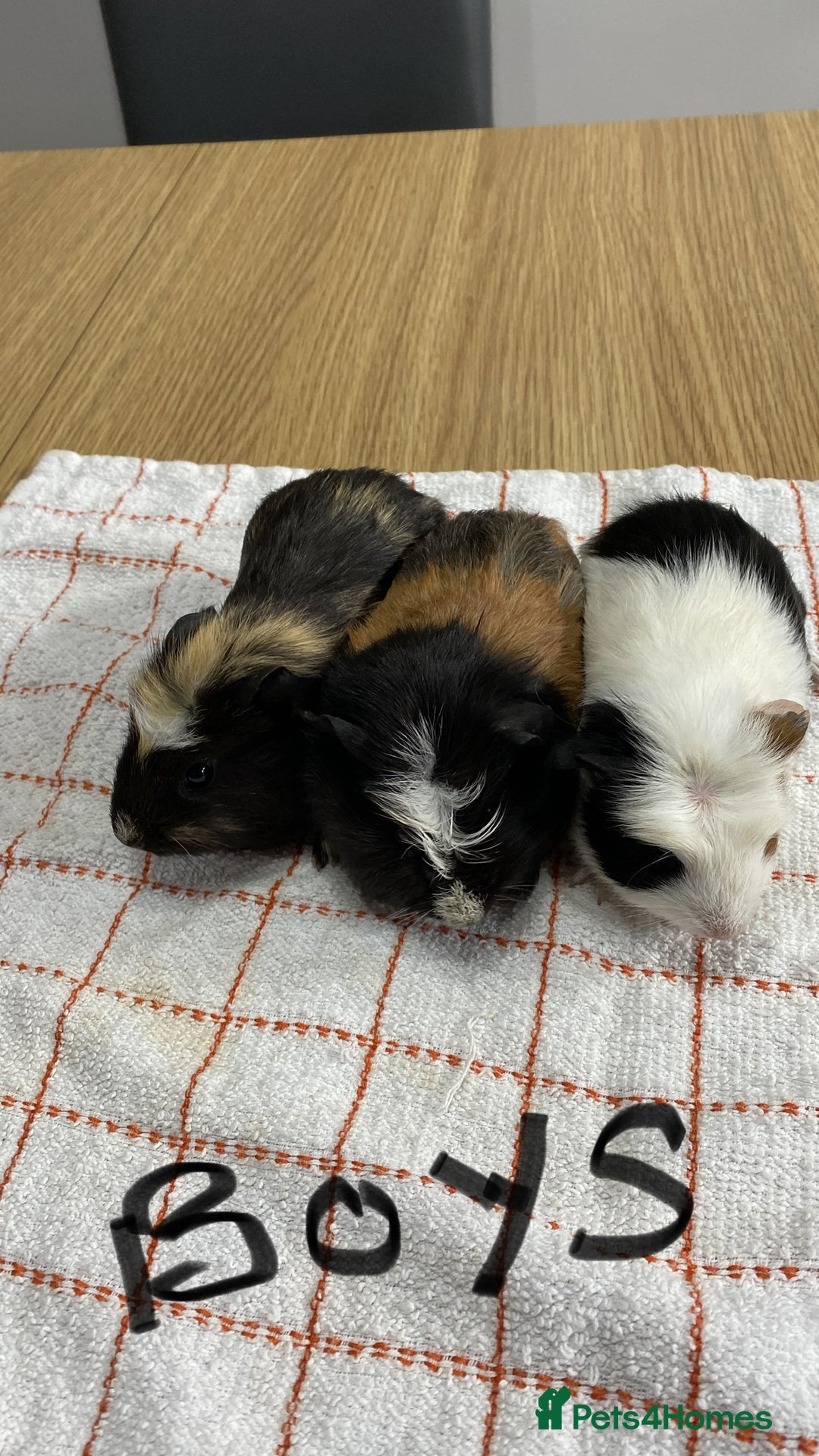 Guinea Pig rodents for sale: 3 Male Guinea Pigs - Image 1