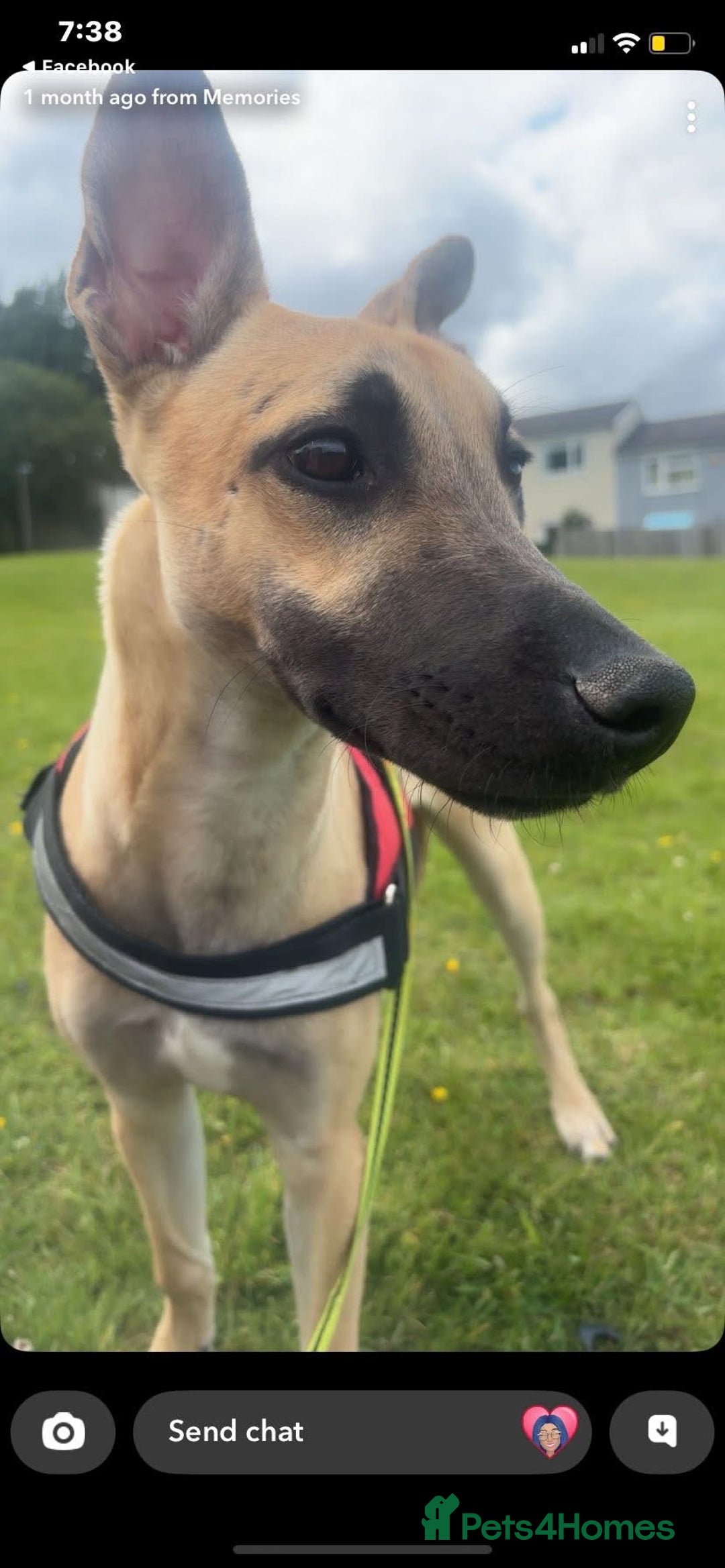 Mixed Breed dogs for sale: Lurcher free to a good home  - Image 2