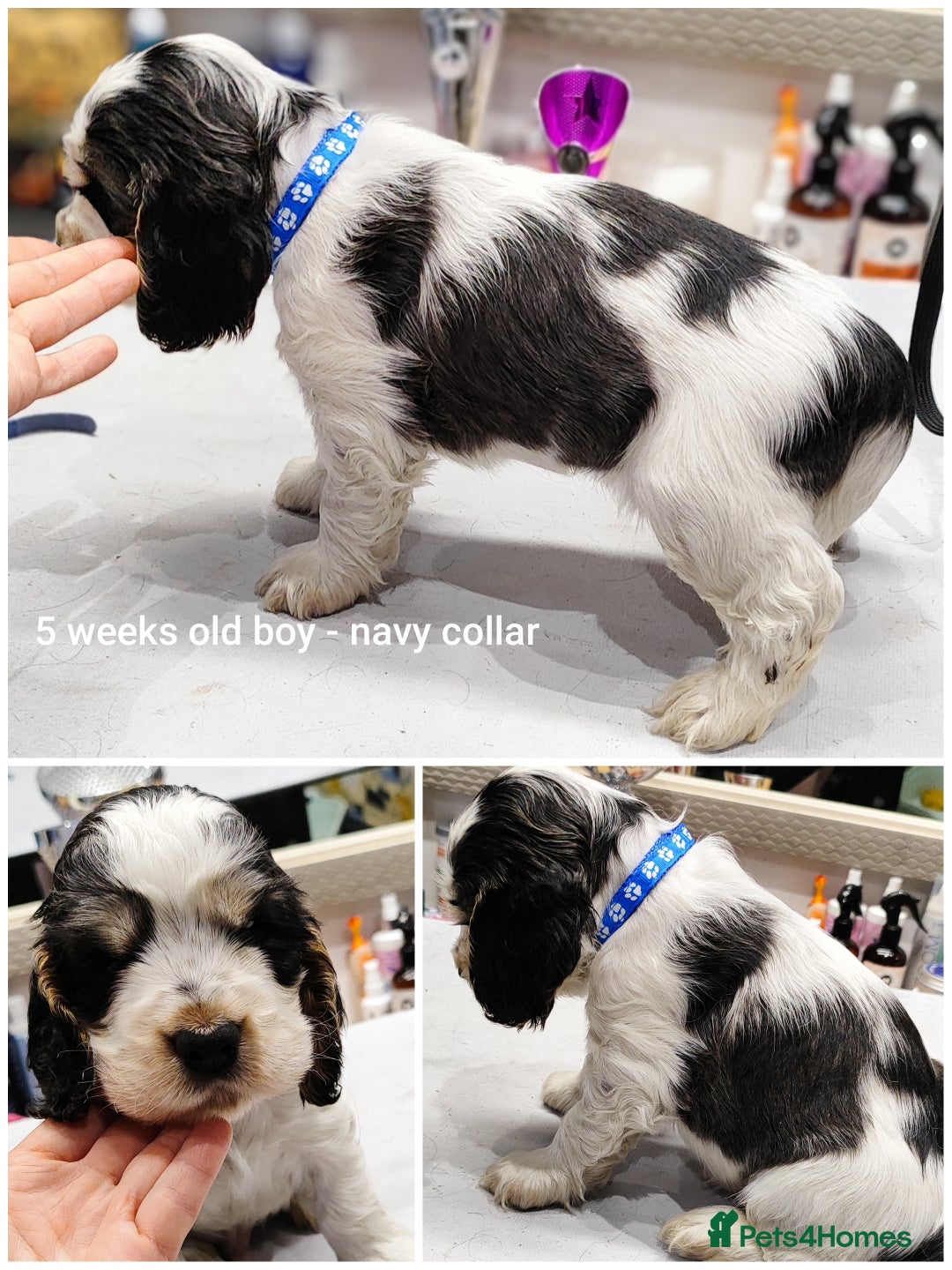 Cocker Spaniel dogs for sale: KC English Show Type Cocker Spaniel Puppies  - Image 25