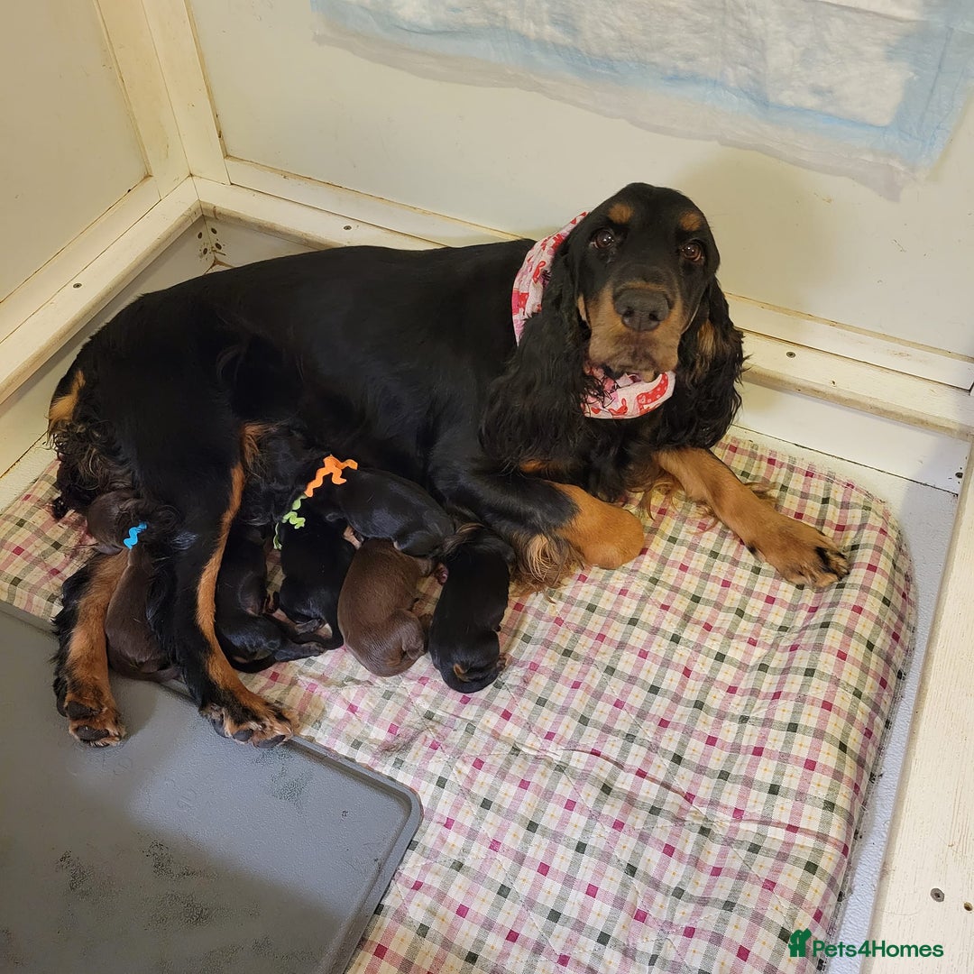 Field Spaniel dogs for sale: Field Spaniel Puppies for Sale – Lovable & Ready! - Image 12