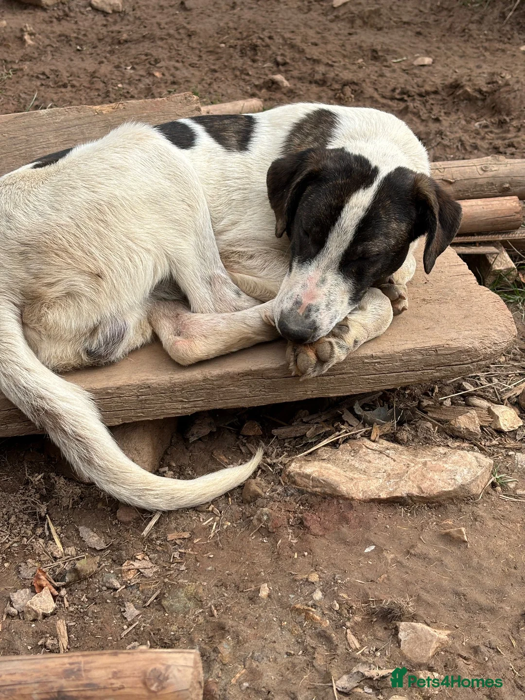 Mixed Breed dogs for adoption: MJ is looking for a family  - Advert 11