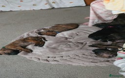 Cane Corso dogs for sale: Cane corso puppies  - Image 2