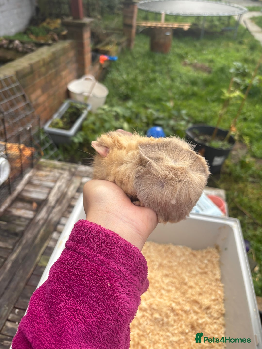 Guinea Pig rodents for sale: baby guinea pig  - Advert 2