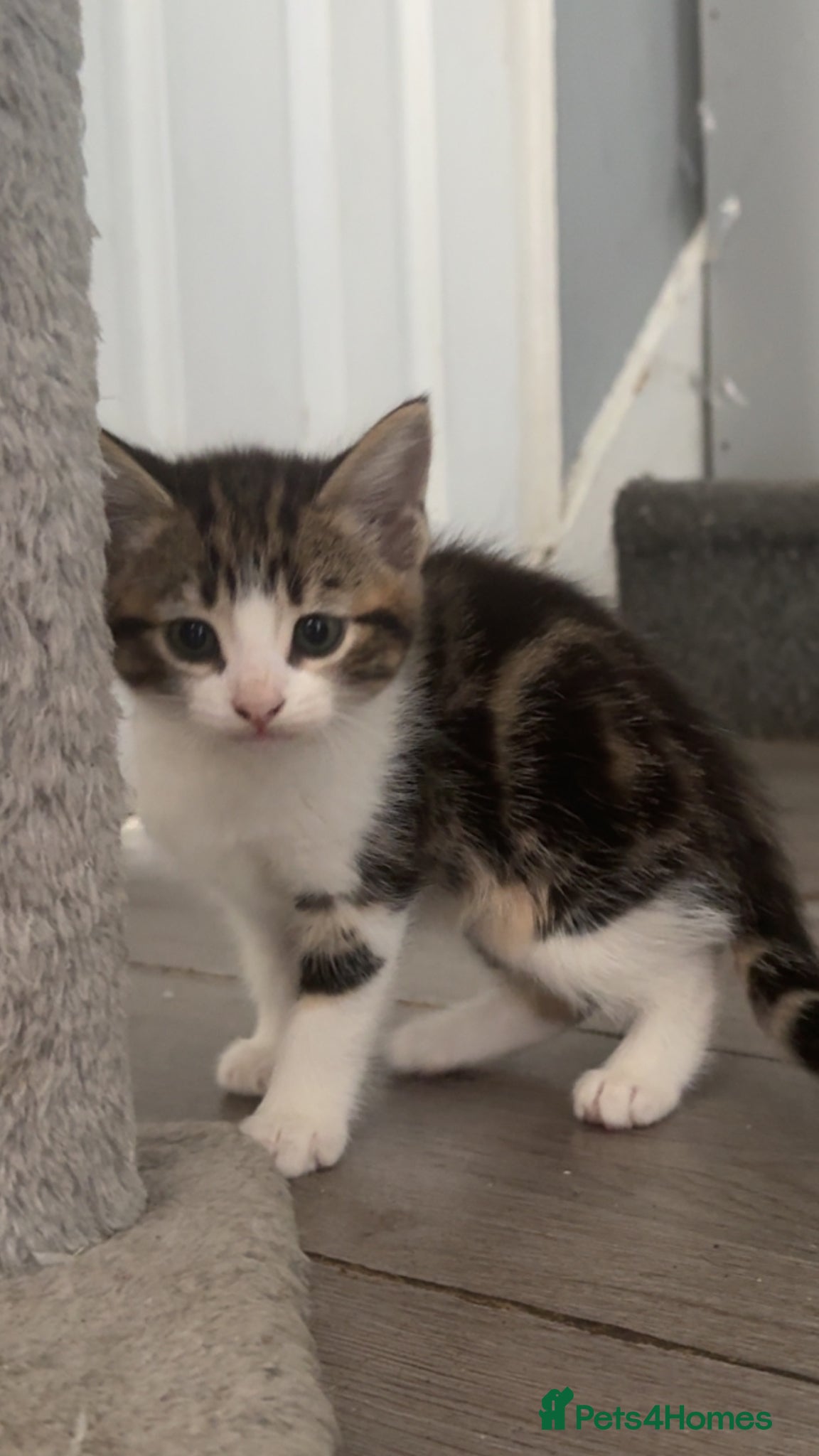 Mixed Breed cats 5 beautiful kittens ready to leave  - Advert 1